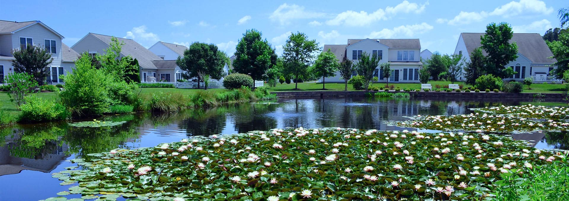 Stormwater management pond covered with blooming white water lilies and lily pads in a residential community, with two-story homes along the shoreline