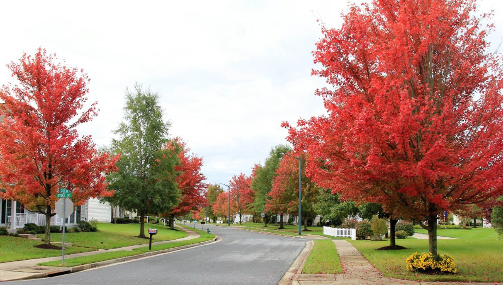 Residential subdivision street flanked by red autumn maple trees with sidewalks, streetlights, and single-family homes set back from the road