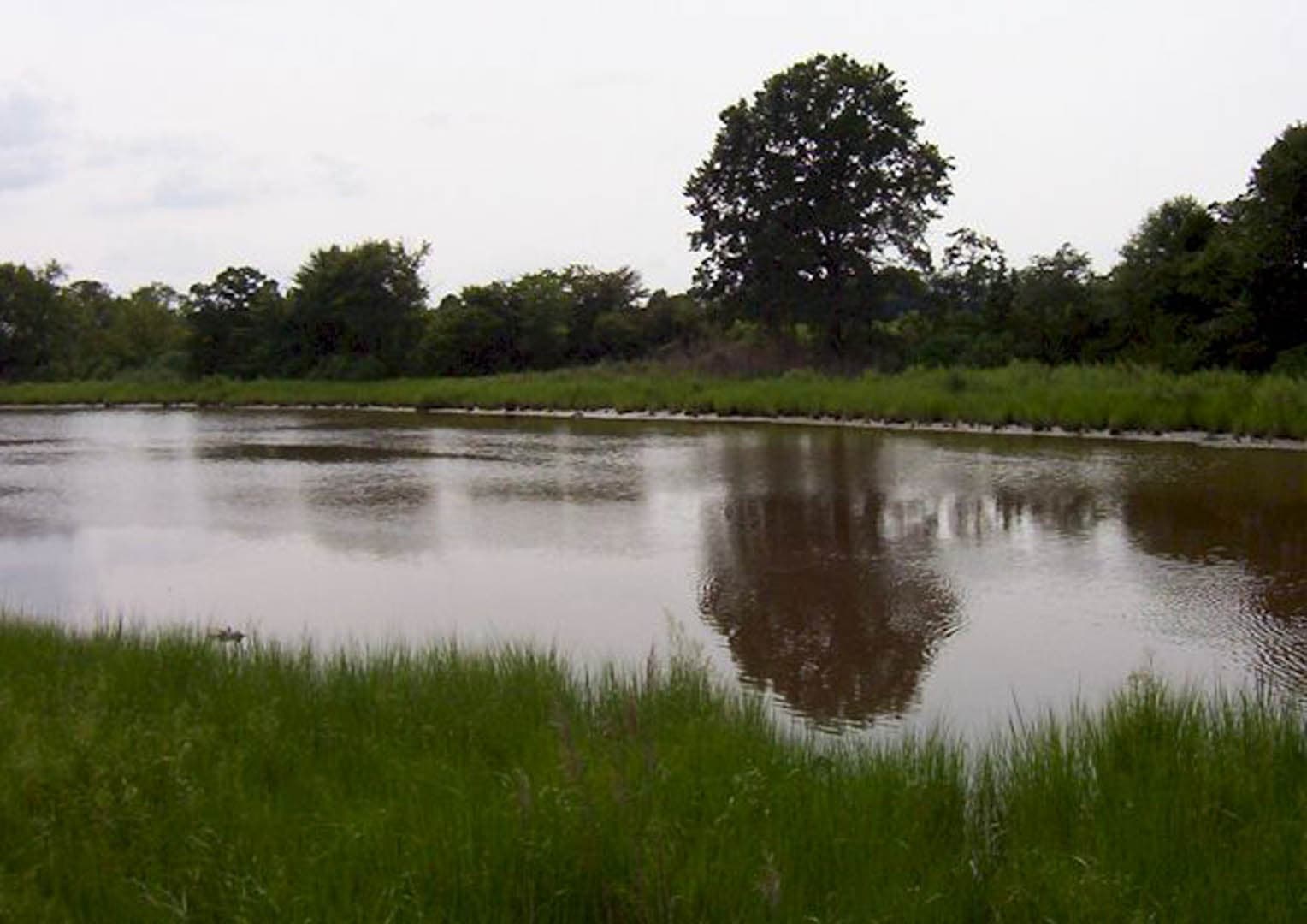 Stormwater retention pond surrounded by tall green marsh grasses and mature trees reflecting in the still water on an overcast day