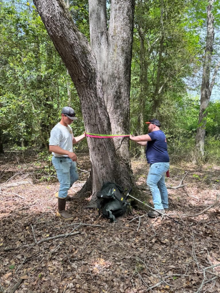 Two RAUCH field scientists measuring tree trunk diameter with a tape measure during a wetland delineation and forest conservation survey