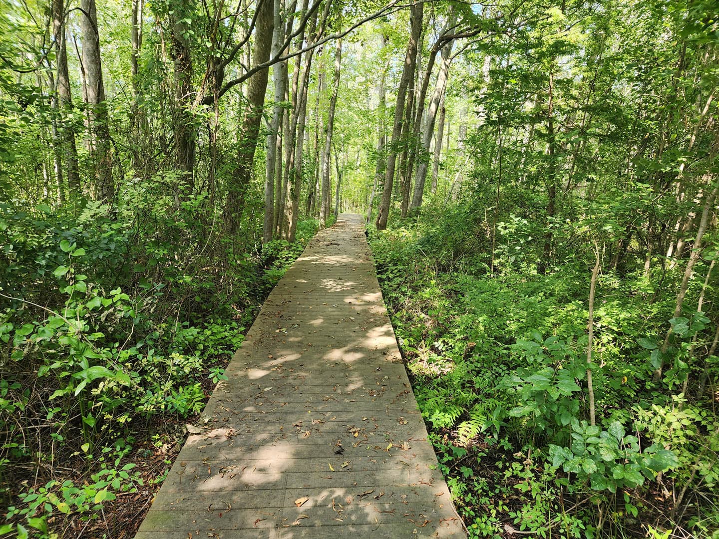 Cypress Park Resilience Project - photo 16