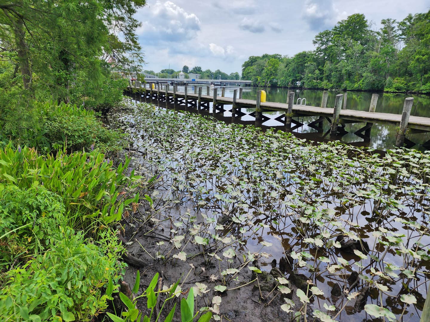 Cypress Park Resilience Project - photo 4