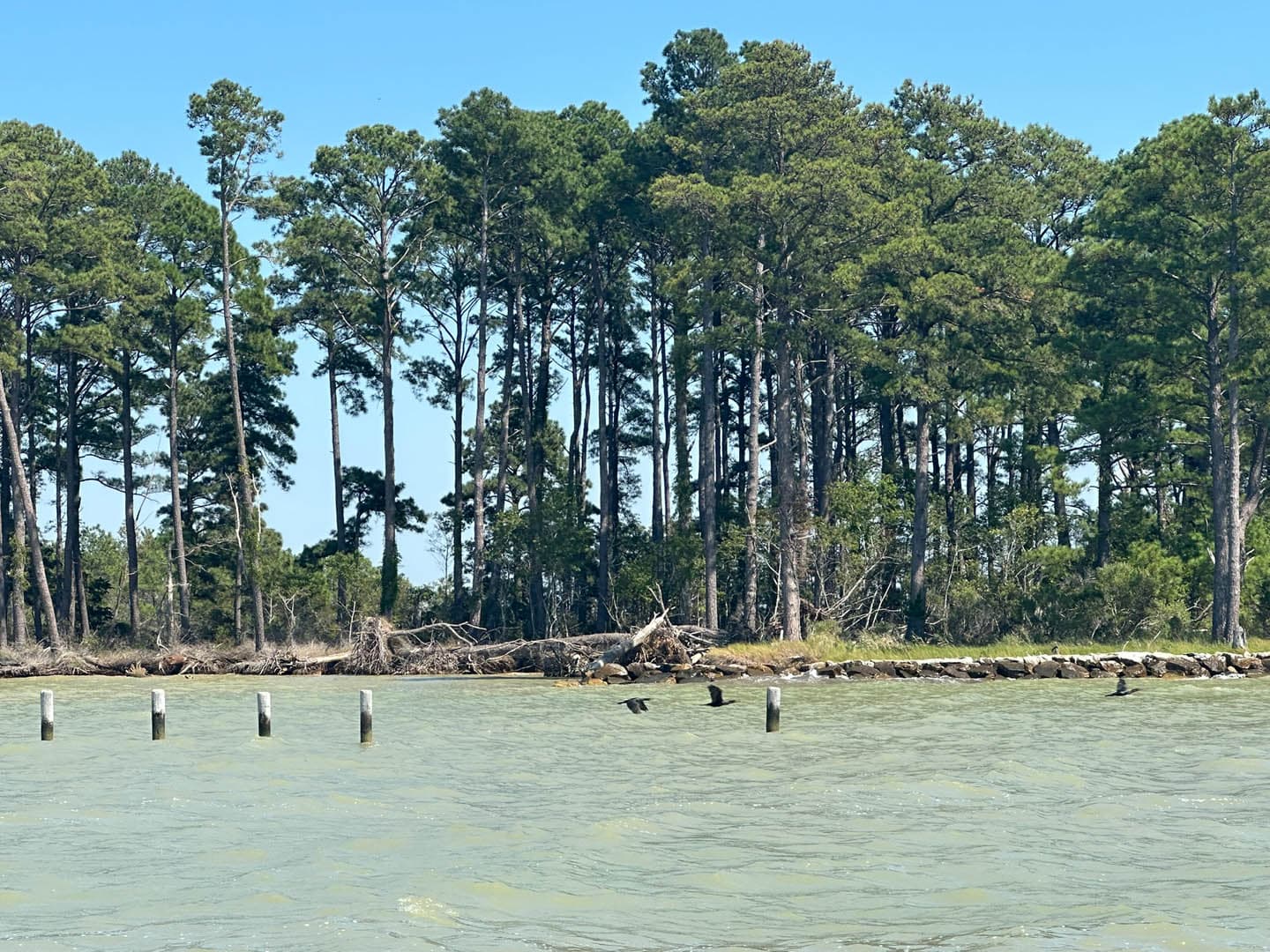 Dorchester County Shoreline Resilience - photo 23