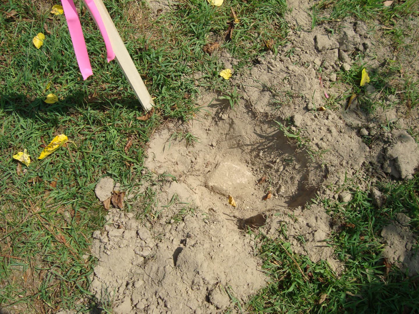Ground-level view of a survey pin location in disturbed soil with pink flagging stakes and yellow flowers in the surrounding grass