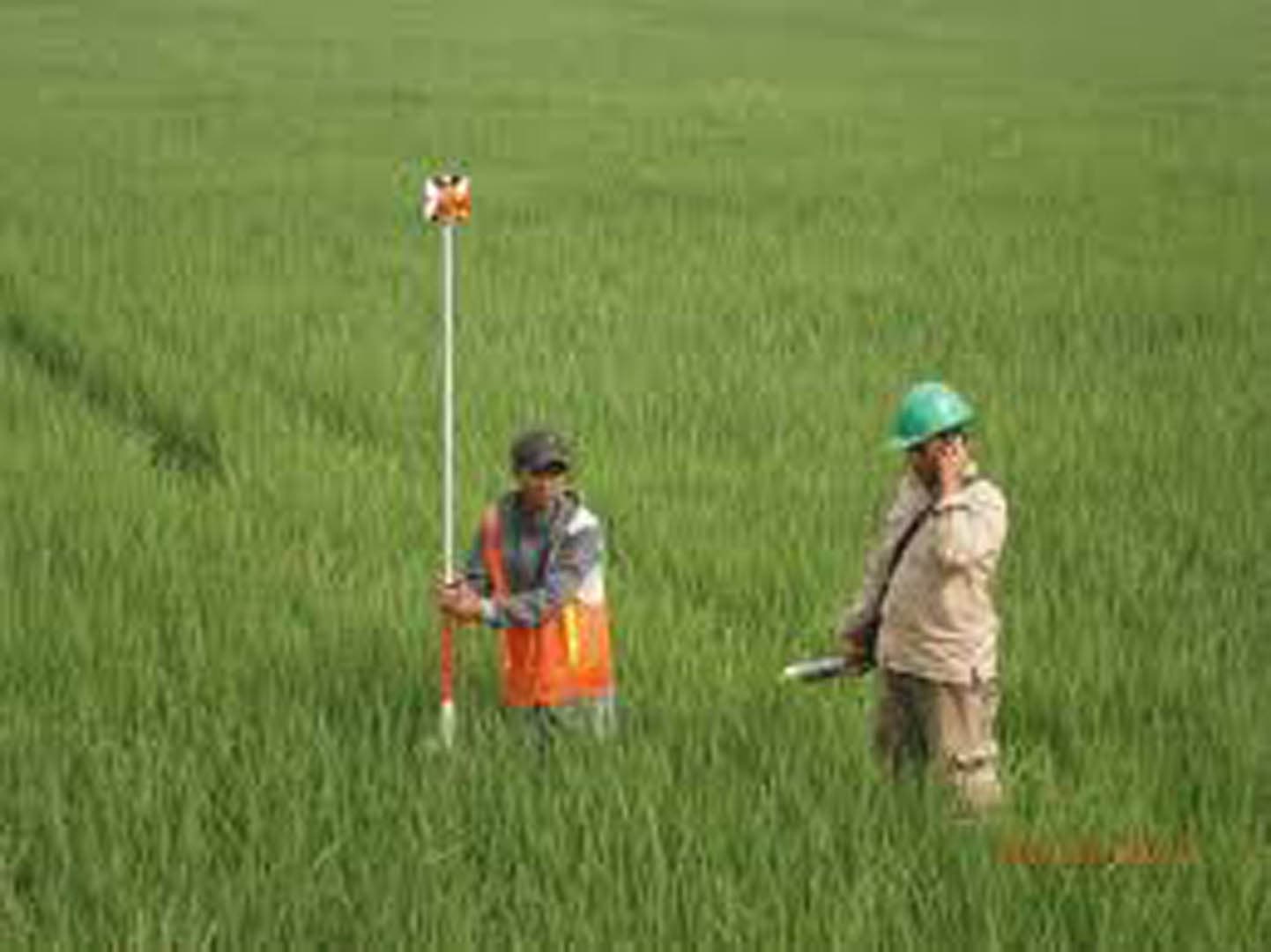 Two-person survey crew working in a lush green agricultural crop field, with one crew member holding a prism pole in an orange safety vest